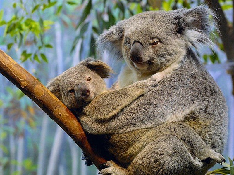 1. �������������� Exclusive Vacation Australia 6D5N (��ԡ�����)